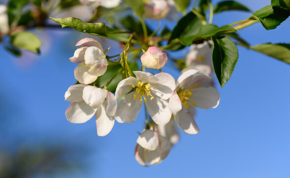 山丁子花