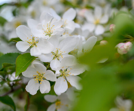 山丁子花