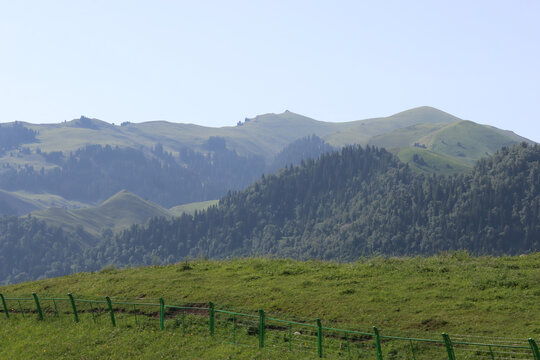 草原云杉树