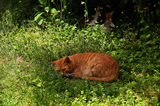 草地上的橘猫