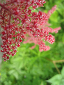 一大簇红色的花朵