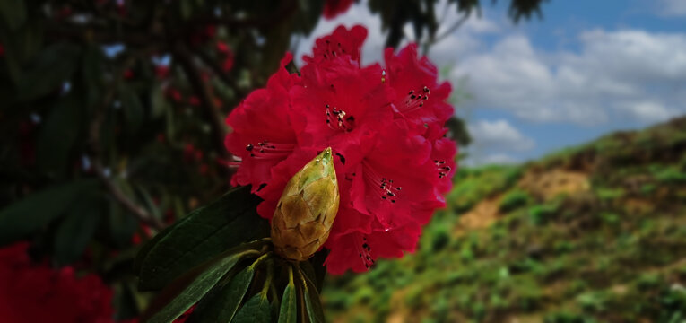 杜鹃花