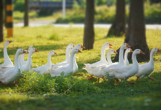 阳光树林大白鹅