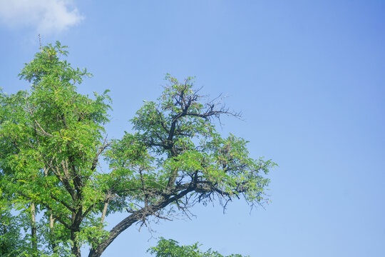 蓝天树枝