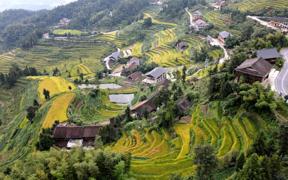 乡村振兴紫鹊界梯田秋景