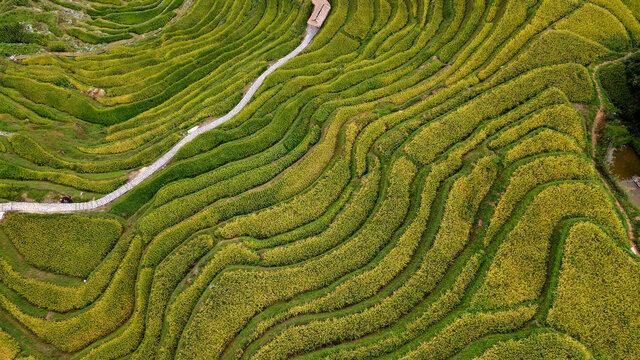 乡村振兴紫鹊界梯田秋景