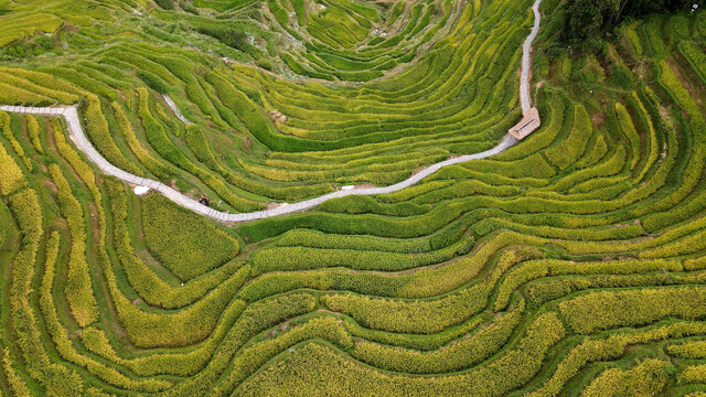 乡村振兴紫鹊界梯田秋景