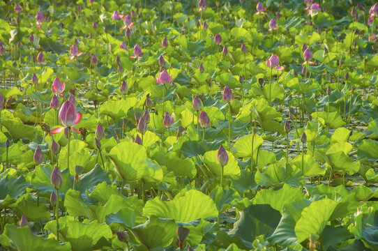 荷花韵美