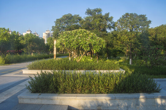 公园绿植花坛