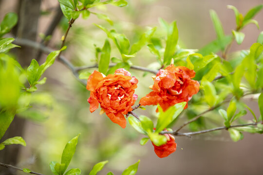 五月榴花红似火