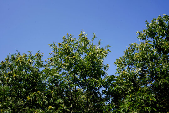 板栗树