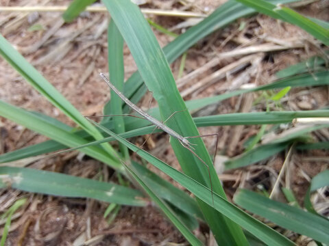 竹节虫生境