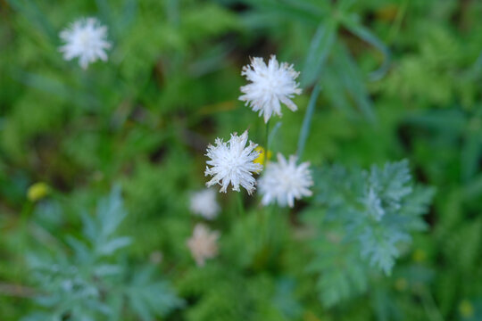 小百花