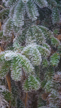 冬天冷冻冰霜的植物