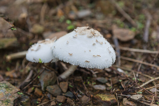 野生蘑菇野生菌