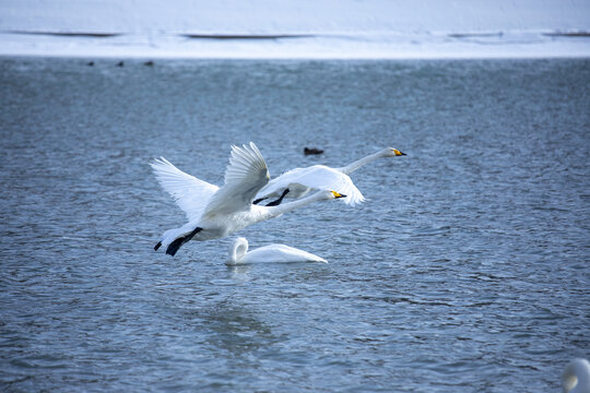 冬季库尔勒孔雀河中的天鹅