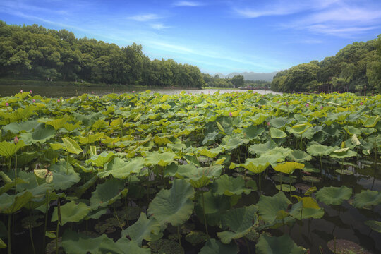 杭州西湖北里湖