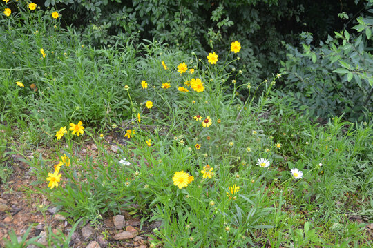 野菊花