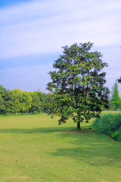 草地独树