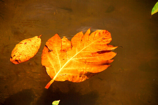 落在水面上的落叶
