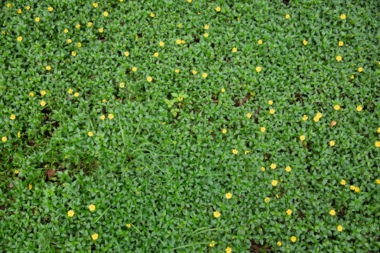 户外一大片草地上的野菊花