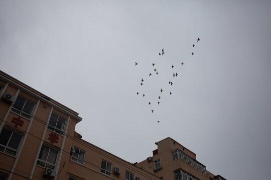 飞翔的鸽子群