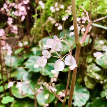 美丽花朵