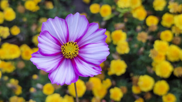 波斯菊花