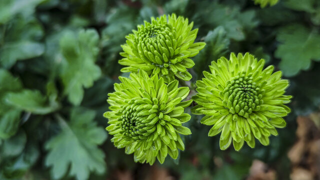 绿色的菊花