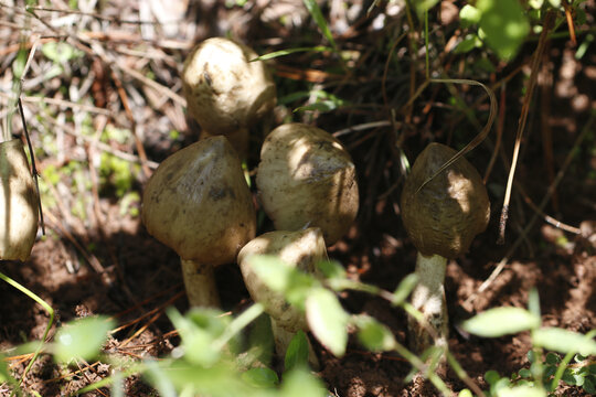 野生鸡枞菌山里的鸡枞菌