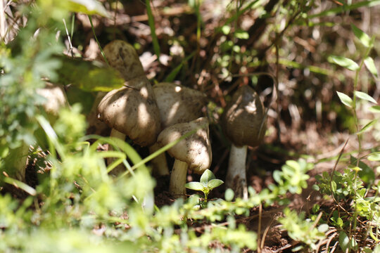 野生鸡枞菌山里的鸡枞菌