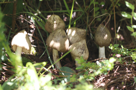 野生鸡枞菌山里的鸡枞菌