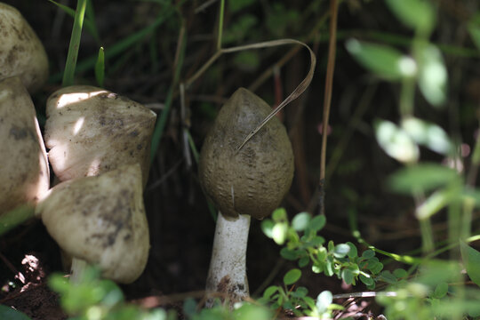 野生鸡枞菌山里的鸡枞菌