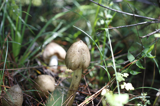 野生鸡枞菌山里的鸡枞菌