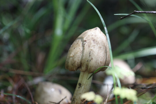 野生鸡枞菌山里的鸡枞菌