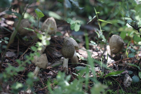 野生鸡枞菌山里的鸡枞菌