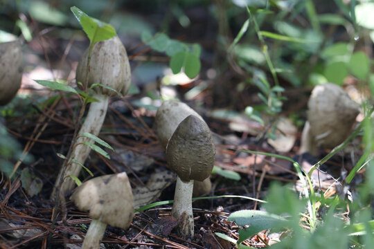 野生鸡枞菌山里的鸡枞菌