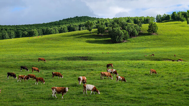 草原和牛群