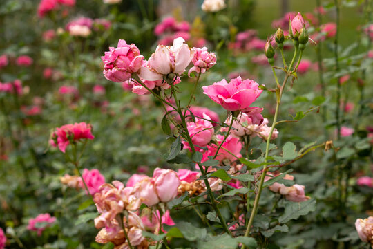 月季花