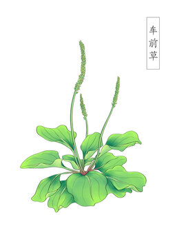 中草药植物