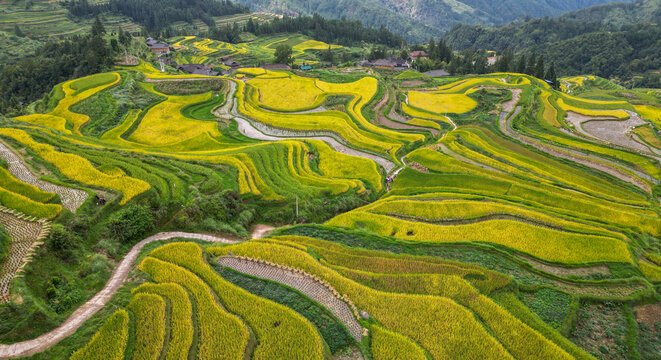 梯田秋景