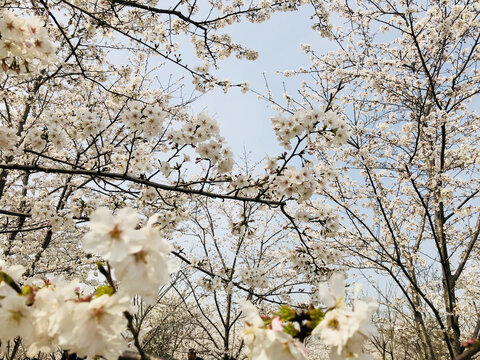 白色樱花