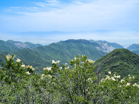 云中草原山花烂漫