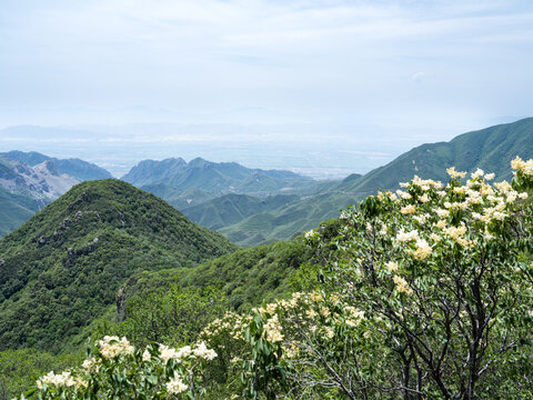 云中草原山花烂漫