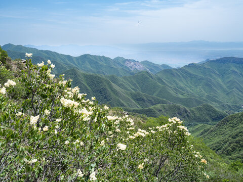 云中草原山花烂漫