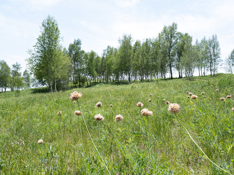 云中草原山花烂漫