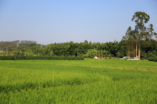 美丽乡村