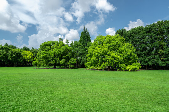 阳光树林草地