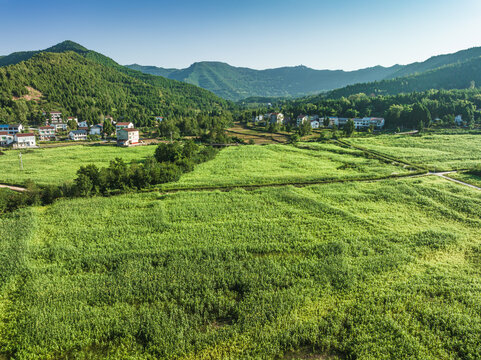 希望的田野