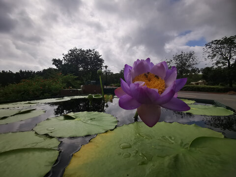 水生花卉睡莲与荷花